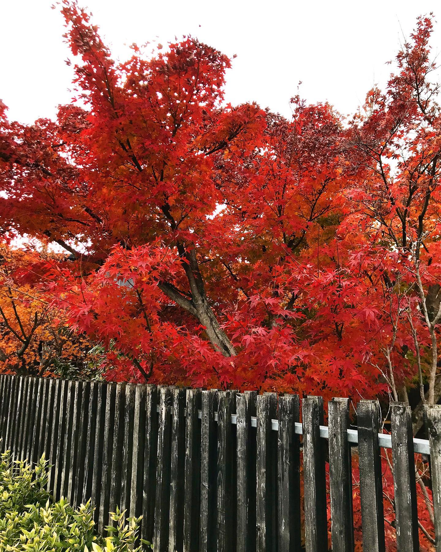 和食会席料理　成花個室から見える紅葉
今が一番良い感じです

お節ご予約承ります❣️
来年こそ！良い年になりますように！
願いを込めて御節作ります‍♀️ 
クールで配送もできます！

七五三お祝い、御両家顔合わせ、ご予約承ります❣️
個室ございます❣️

お祝い会席コース、お子様御膳、あります。
特別個室あります。
❣️特別な日は、Special料理で❣️

店内の感染予防も徹底してます。
店内は、広いので、お客様どうしの間隔は広めにご案内します‍♀️
個室もございます‍♀️ ・

和食会席料理　成花
太田市内ヶ島町1457-1
0276-60-1004
http://narihana.co.jp

  #かにしゃぶ #しゃぶしゃぶ #グリーンアップ #グリーンアップ