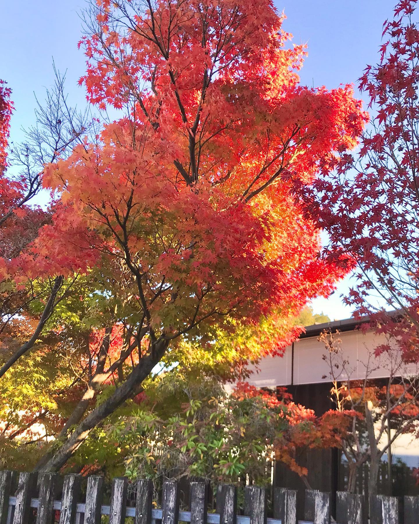 和食会席料理成花紅葉が素晴らしい落ち葉掃除が…今は考えず、紅葉を満喫してます

❣️特別な日はSpecial料理で❣️
特別個室ございます。
お祝いコース、ご法事コースございます。
お子様御膳ございます♪

感染予防もしっかり行ってます。店舗は広いので距離を保ってご案内いたします‍♀️

群馬県太田市内ヶ島町1457-1
0276-60-1004
http://narihana.co.jp
和食会席料理　成花

#