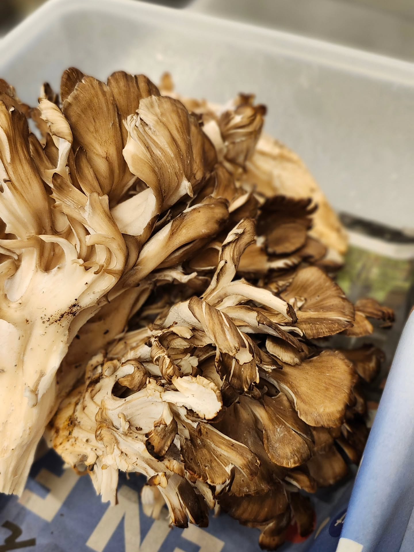 和食会席料理　成花天然舞茸これぞ秋
秋は美味しい物たくさん

❣️特別な日はSpecial料理で❣️
特別個室ございます。
お祝いコース、ご法事コースございます。
お子様御膳ございます

http://narihana.co.jp
和食会席料理　成花

Lunch:11:30～14:30
Dinner:17:00～21:30
日曜日夕方、月曜日定休